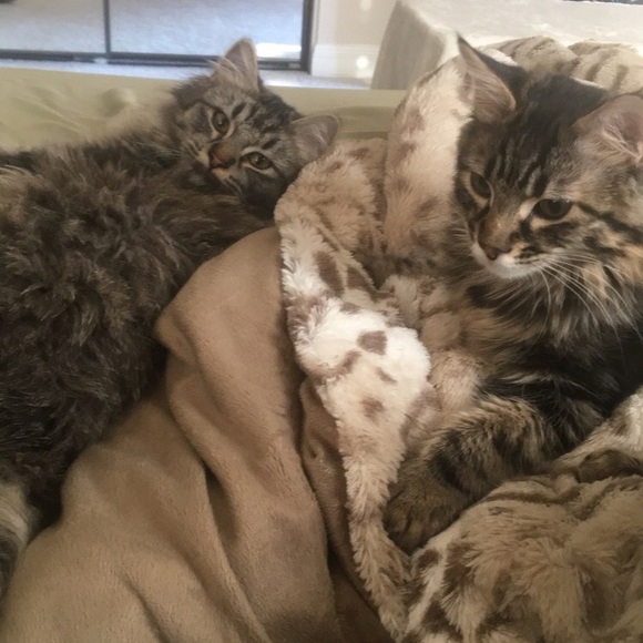 Meet your posher, Caylie - Picture 6 of 7